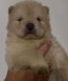 Chow chow 